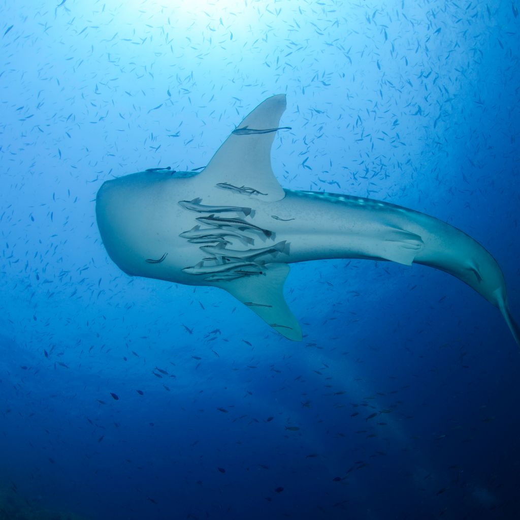 requin baleine vue d'en bas
